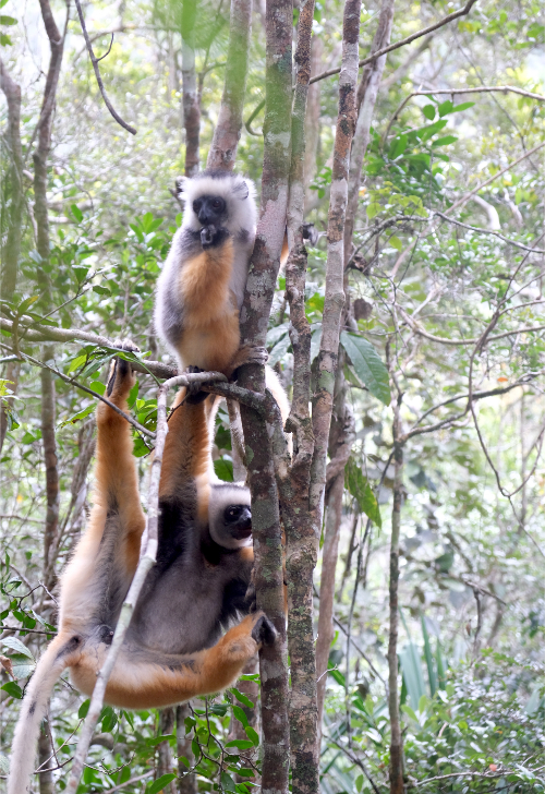 Madagascar 16