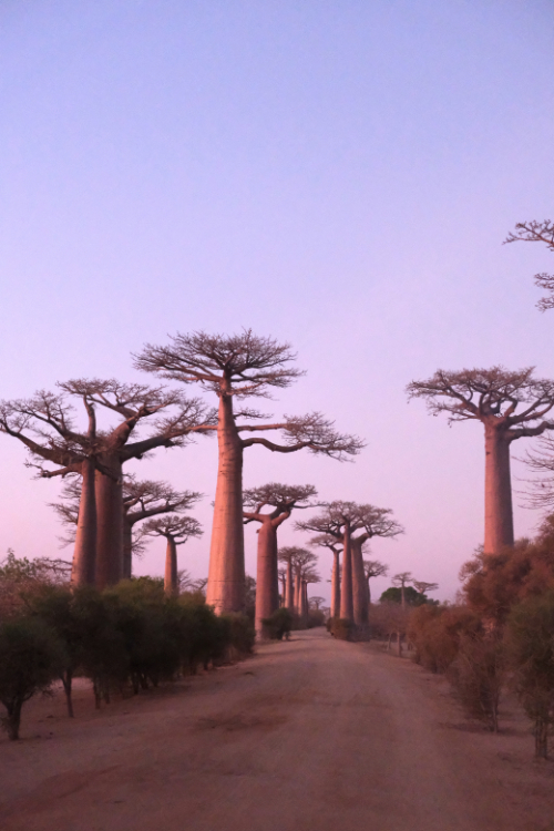 Madagascar 18