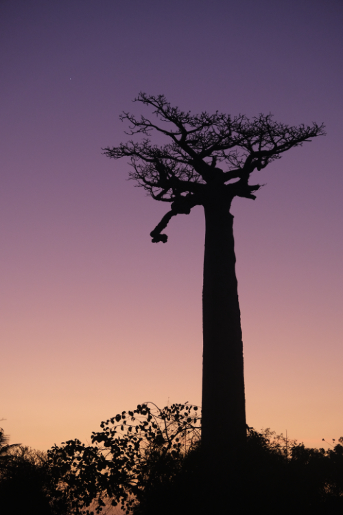 Madagascar 19