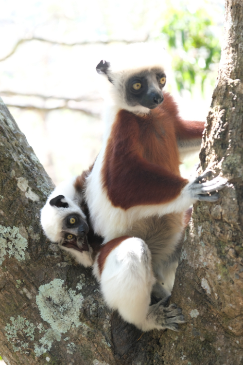 Madagascar 4