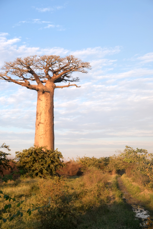Madagascar 7