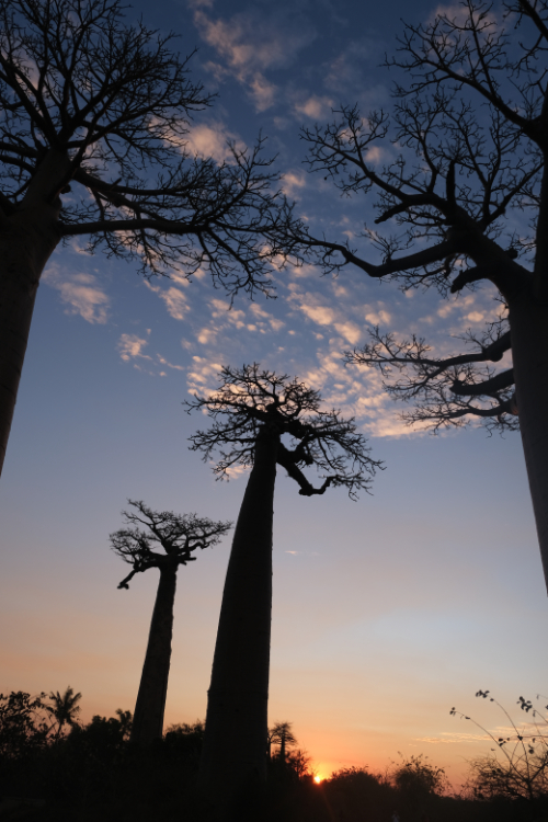 Madagascar 8