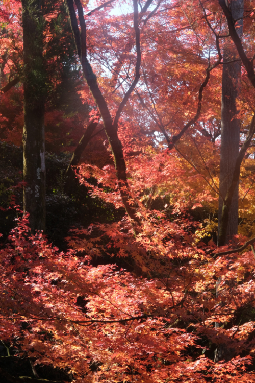 Kyoto 2